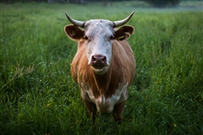 adam-morse-106547-unsplash