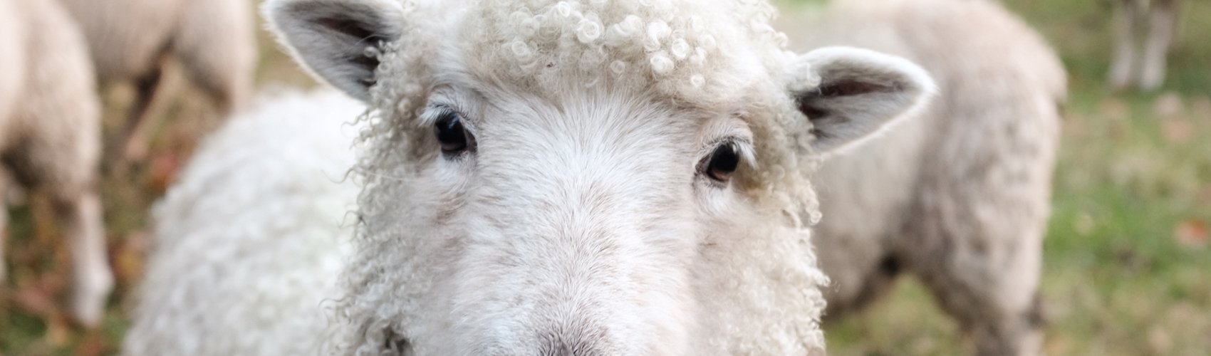 sam-carter-191161-unsplash